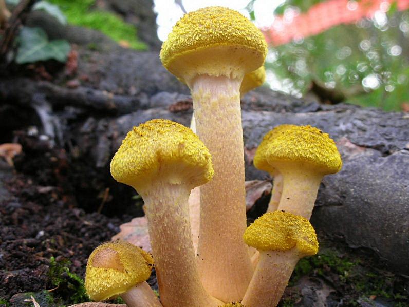 Armillaria ... ma quale?
